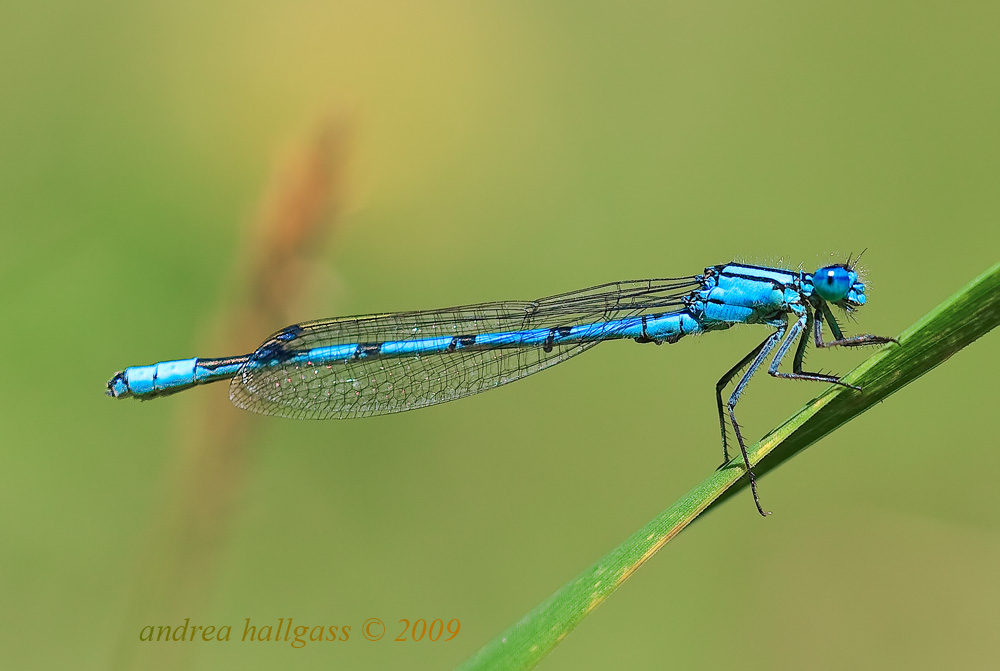 Enallagma cyathigerum